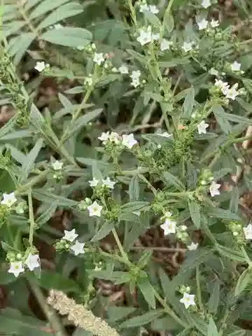 نبات يوبلوكا strigosa في بيئته الطبيعية