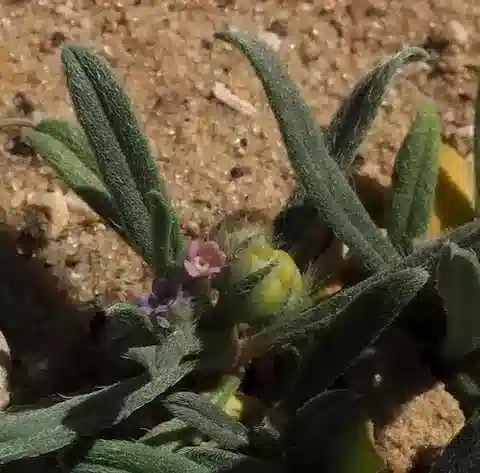 نبات غاستروكوتايل hispida في بيئته الطبيعية