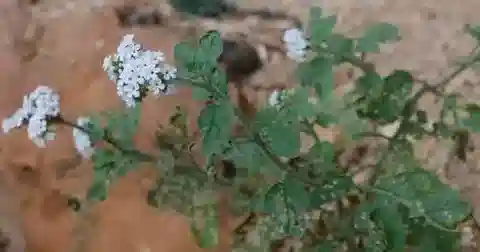 نبات الرمرام aegyptiacum في بيئته الطبيعية