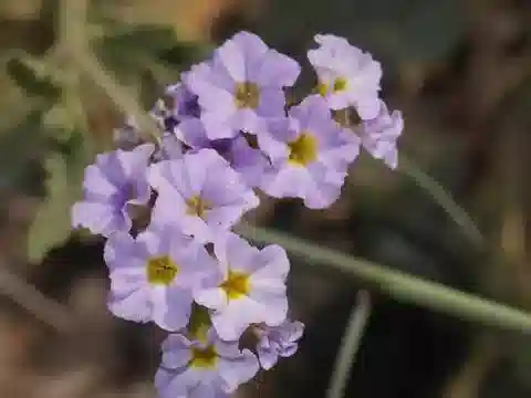 نبات الرمرام amplexicaule في بيئته الطبيعية