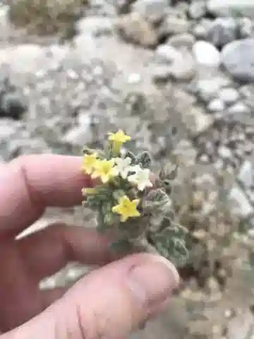 نبات الرمرام arbainense في بيئته الطبيعية