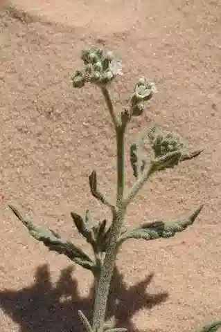 نبات الرمرام bacciferum subsp. bacciferum في بيئته الطبيعية