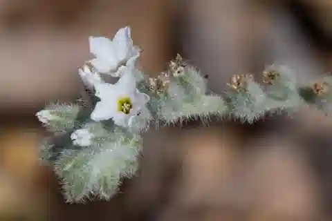 نبات الرمرام bovei في بيئته الطبيعية