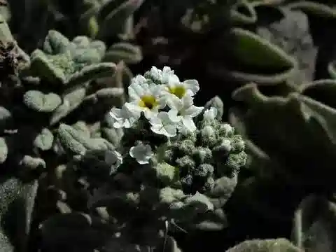 نبات الرمرام crispum var. erosum في بيئته الطبيعية