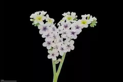 نبات الرمرام curassavicum var. curassavicum في بيئته الطبيعية