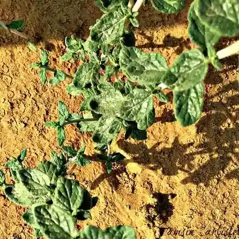 نبات الرمرام digynum في بيئته الطبيعية