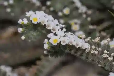 نبات الرمرام hirsutissimum في بيئته الطبيعية