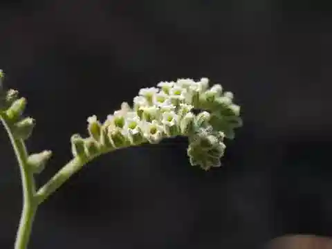 نبات الرمرام lasiocarpum في بيئته الطبيعية