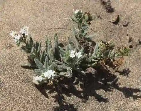 نبات الرمرام ramosissimum في بيئته الطبيعية