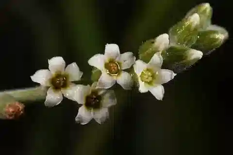 نبات الرمرام rotundifolium في بيئته الطبيعية
