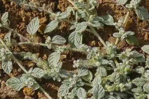نبات الرمرام supinum في بيئته الطبيعية