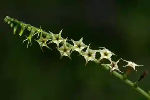 نبات الرمرام zeylanicum في بيئته الطبيعية