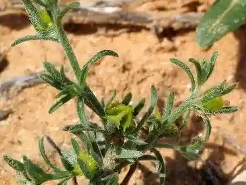 نبات اللّابيولا spinocarpos subsp. spinocarpos في بيئته الطبيعية