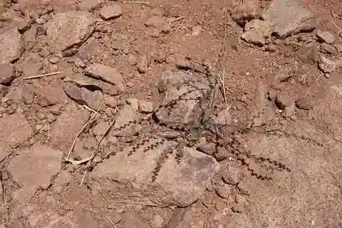 نبات ميكروباراكاريوم bungei في بيئته الطبيعية