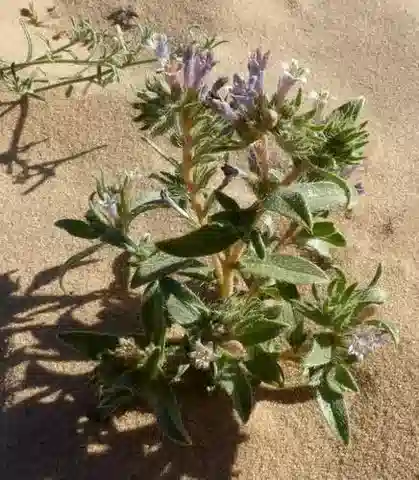 نبات مولتكيوپسس ciliata في بيئته الطبيعية