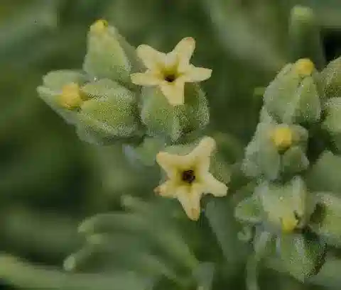 نبات نوغاليا drepanophylla subsp. suaediformis في بيئته الطبيعية