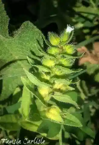 نبات نونيا echioides في بيئته الطبيعية