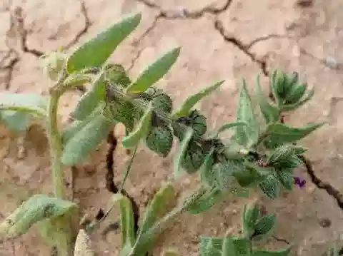 نبات نونيا melanocarpa في بيئته الطبيعية