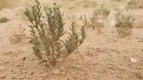 نبات أوغاستيما pusillum في بيئته الطبيعية
