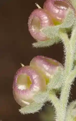 نبات باراكاريوم calathicarpum في بيئته الطبيعية