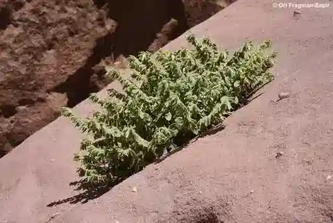نبات بودونوسما galalensis في بيئته الطبيعية