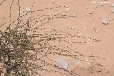 نبات بسيدولابيولا sinaica في بيئته الطبيعية