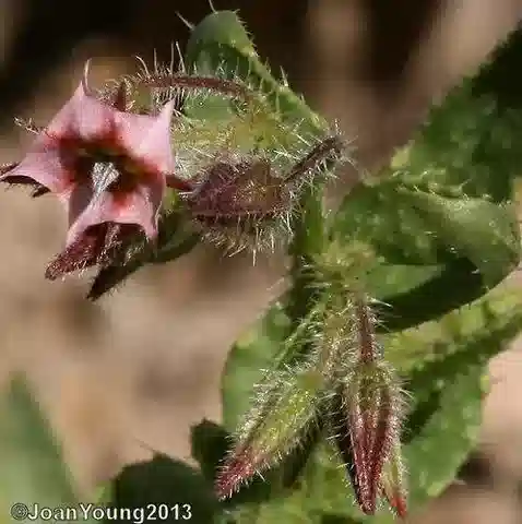 نبات تريكوديزما africanum var. africanum في بيئته الطبيعية