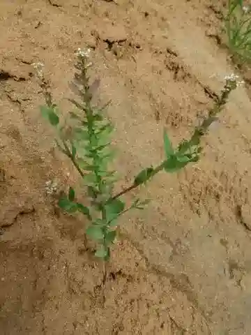 نبات Aethionema carneum في بيئته الطبيعية