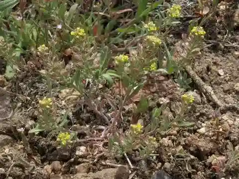 نبات Alyssum desertorum في بيئته الطبيعية