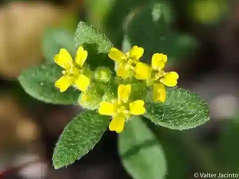 نبات Alyssum simplex في بيئته الطبيعية