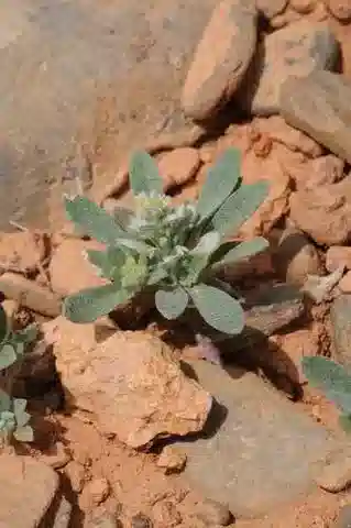 نبات Alyssum szovitsianum في بيئته الطبيعية