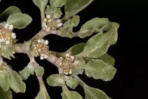 نبات Anastatica hierochuntica في بيئته الطبيعية