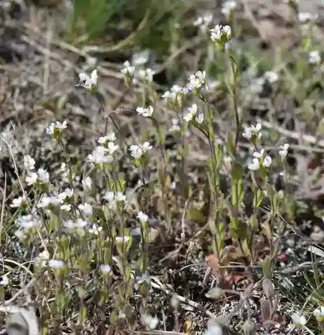 نبات Arabis auriculata في بيئته الطبيعية