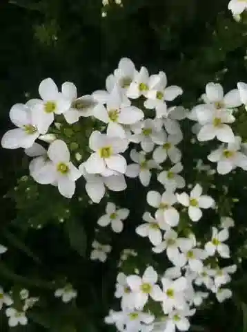 نبات Arabis caucasica في بيئته الطبيعية