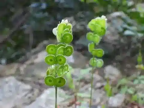 نبات Biscutella didyma var. ciliata في بيئته الطبيعية