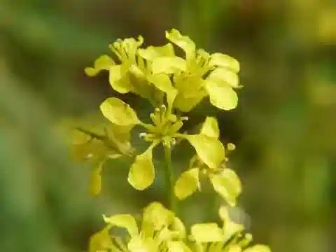نبات Brassica deserti في بيئته الطبيعية