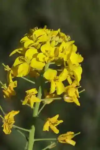 نبات Brassica rapa في بيئته الطبيعية