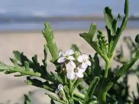 نبات Cakile maritima subsp. maritima في بيئته الطبيعية