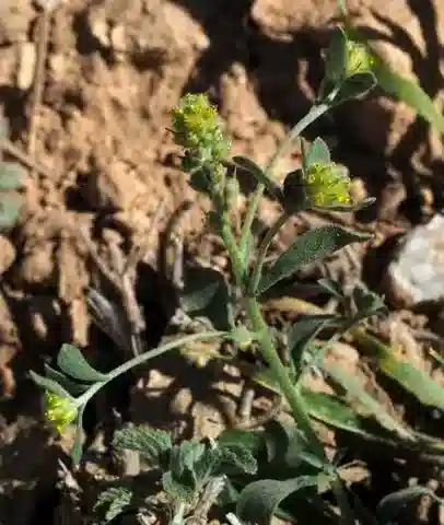 نبات Camelina hispida في بيئته الطبيعية