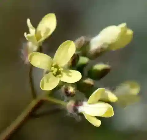 نبات Camelina rumelica في بيئته الطبيعية