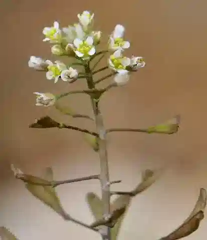 نبات Capsella bursa-pastoris subsp. bursa-pastoris في بيئته الطبيعية