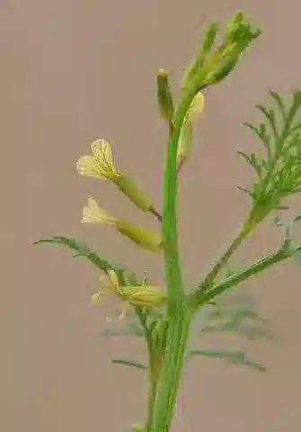 نبات Carrichtera annua في بيئته الطبيعية