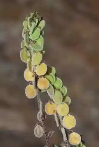 نبات Clypeola jonthlaspi في بيئته الطبيعية