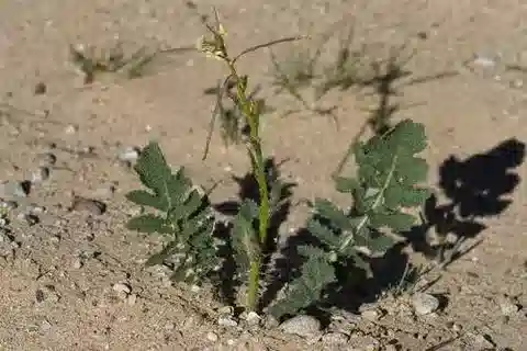 نبات Coincya tournefortii في بيئته الطبيعية