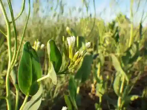 نبات Conringia orientalis في بيئته الطبيعية