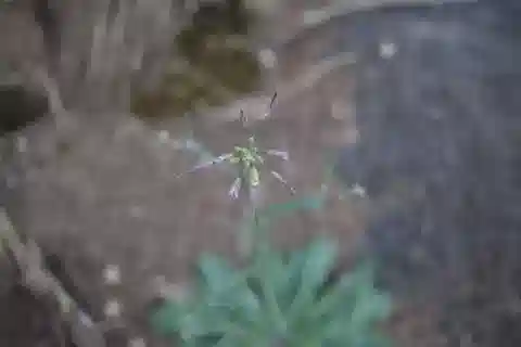 نبات Crucihimalaya kneuckeri في بيئته الطبيعية