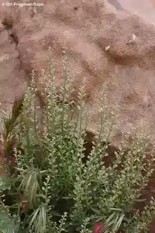 نبات Cuprella homalocarpa في بيئته الطبيعية