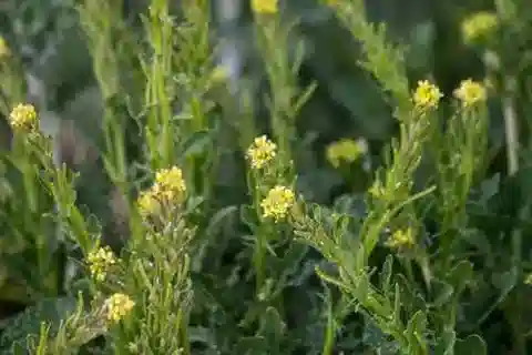 نبات Dichasianthus runcinatus في بيئته الطبيعية