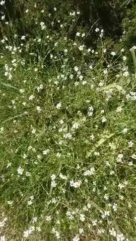 نبات Didesmus aegyptius في بيئته الطبيعية