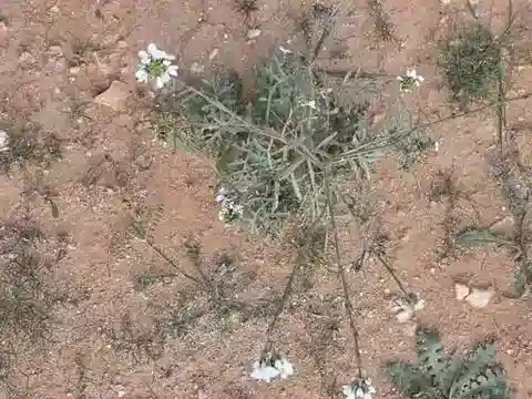 نبات Didesmus bipinnatus في بيئته الطبيعية